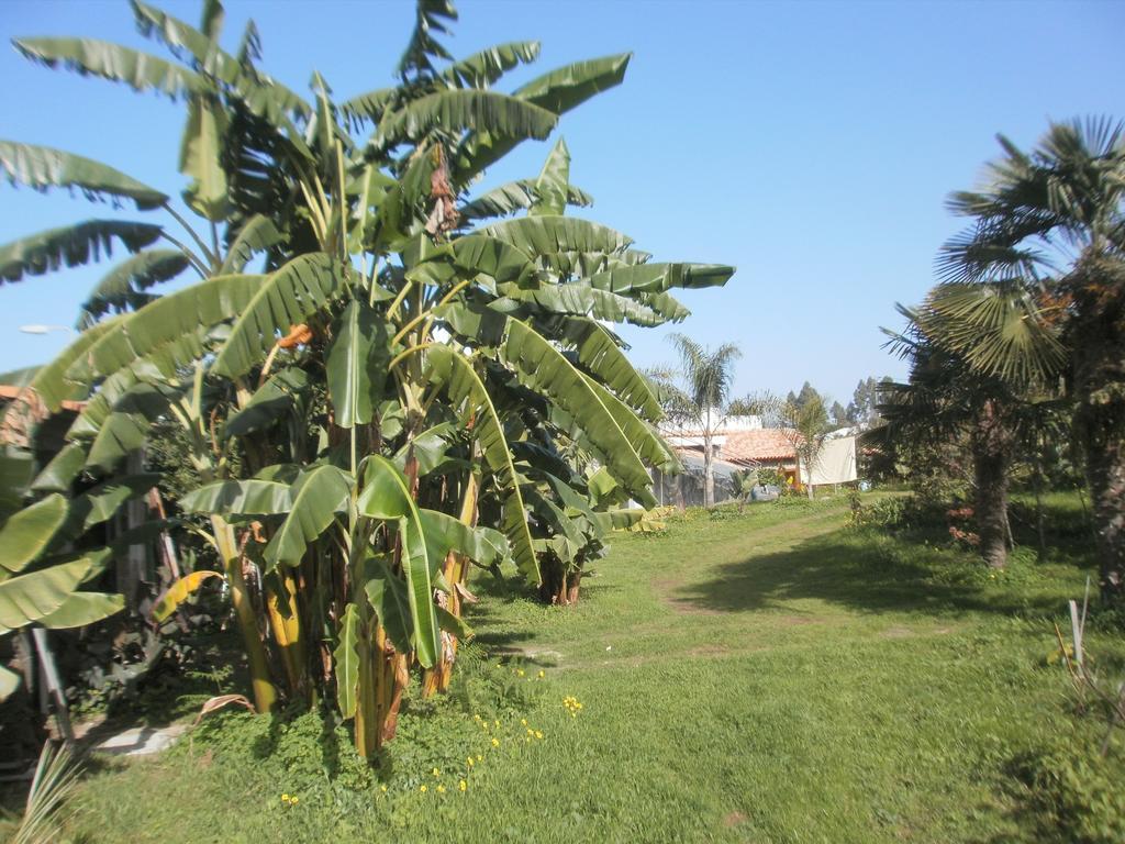 Finca las Palmeras Icod De Los Vinos Habitación foto